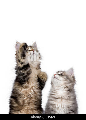 Zwei Sibirische Waldkatze/Kitten erreichen/Suchen isoliert auf weißem Hintergrund Stockfoto