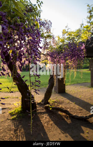 Glyzinien blühen in Koganei Park, einem großen Park im westlichen Tokyo Präfektur Stockfoto