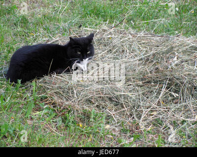 Schwarze Katze liegt auf dem Rasen Stockfoto