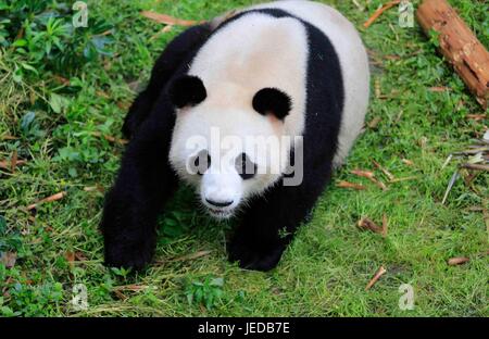 Chengdu. 24. Juni 2017. Foto am 3. Mai 2017 zeigt Giant Panda "Qing Jiao" an der Chengdu Forschung Base of Giant Panda Breeding in Chengdu, Hauptstadt der südwestlichen chinesischen Provinz Sichuan. Riesige Pandas "Meng Meng' und"Qing Jiao"nahm einen Charterflug am 24. Juni von Chengdu in ihr neues Zuhause im Berliner Zoo in Berlin, Deutschland, auf eine 15-jährige Forschungsmission niederzulassen. "Meng Meng", ein Weibchen, ist vier Jahre alt, und "Qing Jiao" ist ein sieben Jahre alt, männlich. Bildnachweis: Xinhua/Alamy Live-Nachrichten Stockfoto