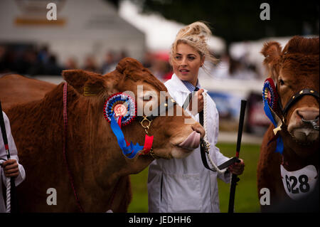 Ingliston, Edinburgh, Schottland, Großbritannien. 24. Juni 2017. Royal Highland Show 2017. Pep Masip/Alamy Live-Nachrichten Stockfoto