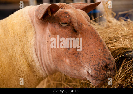 Ingliston, Edinburgh, Schottland, Großbritannien. 24. Juni 2017. Royal Highland Show 2017. Pep Masip/Alamy Live-Nachrichten Stockfoto