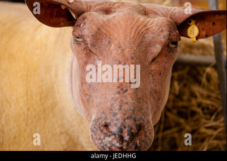 Ingliston, Edinburgh, Schottland, Großbritannien. 24. Juni 2017. Royal Highland Show 2017. Pep Masip/Alamy Live-Nachrichten Stockfoto