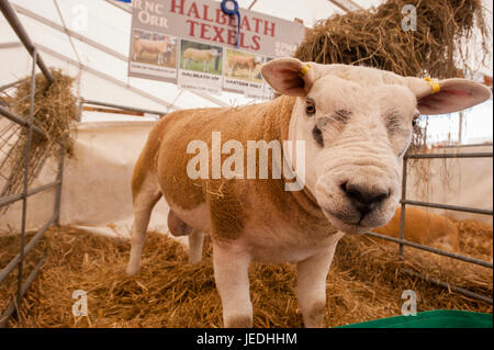 Ingliston, Edinburgh, Schottland, Großbritannien. 24. Juni 2017. Royal Highland Show 2017. Pep Masip/Alamy Live-Nachrichten Stockfoto