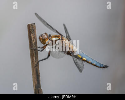 Männliche breit-bodied Chaser männlich über Teich hocken Stockfoto