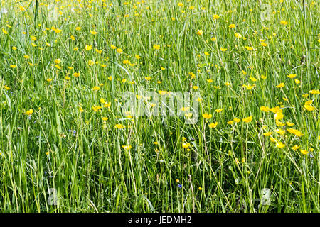 Sommerwiese mit hohen saftigen Gräsern und gelb groß Butterblumen Stockfoto