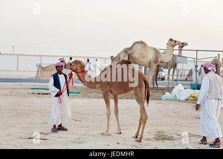 Auf dem Kamel Rennstrecke Al Shahaniyya, Saudi-Arabien Stockfoto