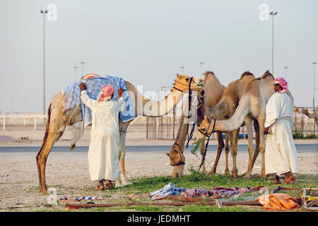 Auf dem Kamel Rennstrecke Al Shahaniyya, Saudi-Arabien Stockfoto