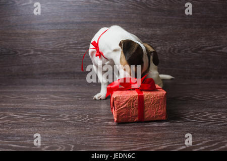 Der Hund ist festliche Geschenk-Box schnüffeln. Dunklem Holz. Hund in ein trendiges rotes Halstuch. Hund mit festlichen Geschenkkarton. Stockfoto