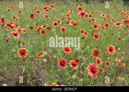 Feld voller indische Decke Blumen im Frühling in Texas Stockfoto