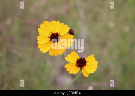 Zwei Brown eyed Susan Blumen in einem Feld auf einer Ranch in Texas Stockfoto