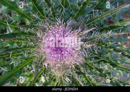 Makroschuss von einer Speerdistel Stockfoto