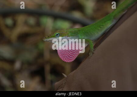 Grüne Anole Eidechse mit rosa Wamme in Texas Hinterhof Stockfoto