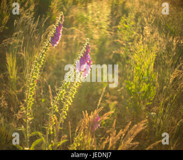 Digitalis Purpurea, Fingerhut in eine unbebaute Wiese bei Sonnenuntergang mit unscharfen Hintergrund Stockfoto