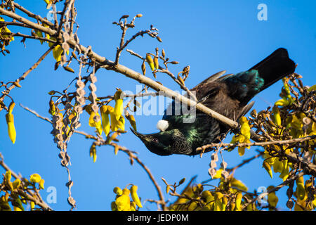 Neuseelands heimischen Vogel die Tui Fütterung auf Kōwhai Baum, wie sie im Frühjahr blüht. Stockfoto