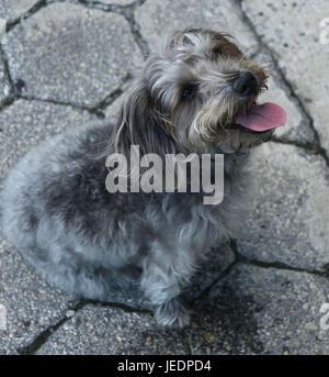 Graue Pudel mit Zunge heraus Mischungen im Bürgersteig Stockfoto