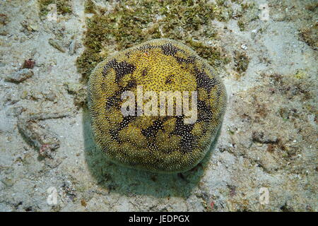 Ein Seestern Kissen Stern, Culcita Novaeguineae Unterwasser auf den Meeresboden, Pazifik, Französisch-Polynesien Stockfoto