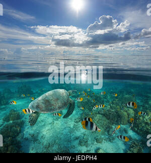 Über und unter der Meeresoberfläche, tropische Fische mit einer Schildkröte unter Wasser und eine Insel am Horizont mit blauen Wolkenhimmel, Pazifik, Französisch-Polynesien Stockfoto