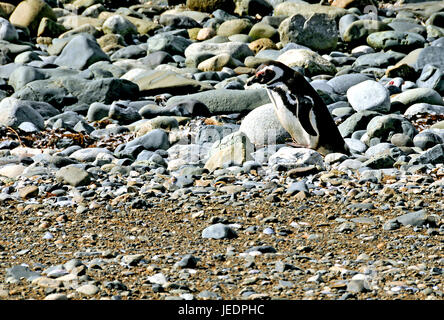 Verschiedene Bilder von Isla Magdalena & Pinguine in der Nähe von Punta Arenas, Chile auf 14.03.2014 Stockfoto