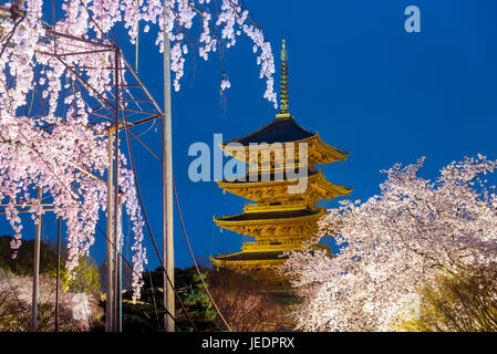 Kyoto, Japan Toji Pagode mit Kirsche blossomin Ligh bis in die Nacht. Frühling in Kyoto, Japan. Stockfoto