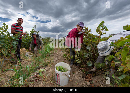 Ernte der Trauben in Armenien. Stockfoto