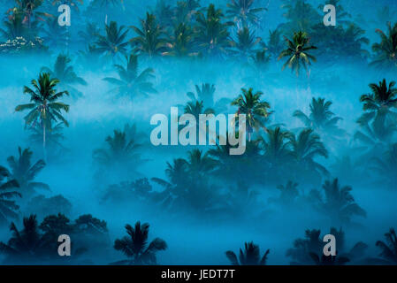 Nebel über der Agrarlandschaft, in der Kokospalmen in Atadei, Lembata, East Nusa Tenggara, Indonesien wachsen. Stockfoto