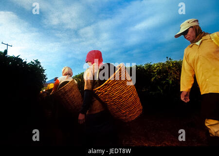 Teeplantagenarbeiter, die Rattankörbe tragen, während sie durch die Teeplantage in Pangalengan, Bandung, West Java, Indonesien, laufen. Stockfoto