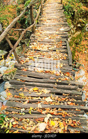 Holzbrücke im Wald Stockfoto