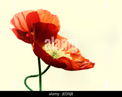 Zwei rote Mohnblumen Stockfoto