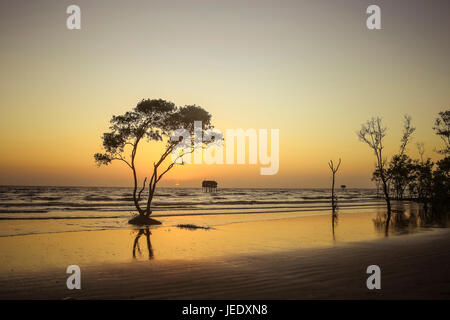 Einsamer Baum goldene Stunde Strand abstrakten Hintergrund Tan Thanh Strand gehen Cong Vietnam Reisen Foto Stockfoto