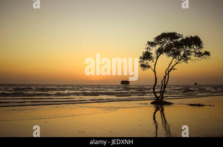 Einsamer Baum goldene Stunde Strand abstrakten Hintergrund Tan Thanh Strand gehen Cong Vietnam Reisen Foto Stockfoto