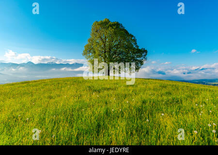 Friedenslinde (Tilia) Auf der Wittelsbacher Hoehe, 881m, Illertal, Allgäu, Bayern, Deutschland, Europa Stockfoto