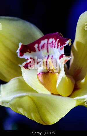 Fine Art detaillierte floral Makro Porträt eine isolierte einzelne rote Gelbe Orchidee Blüte mit feiner Textur auf schwarzen und blauen Hintergrund Stockfoto