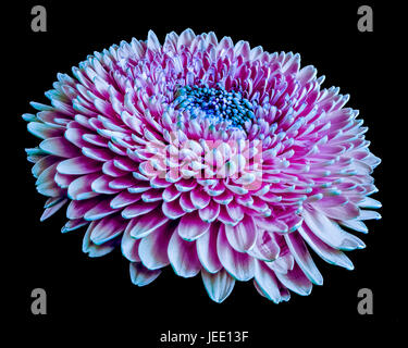 Bunte sonnenbeschienenen violett rosa florale Kunst detaillierte Makro einer Gerbera Blüte auf schwarzem Hintergrund Stockfoto