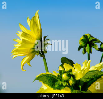 Blumen im Freien leuchtende Farbe Porträt einer gelben Kaktus Dahlie Blüte und Knospen bei strahlendem Sonnenschein unter blauem Himmel Stockfoto