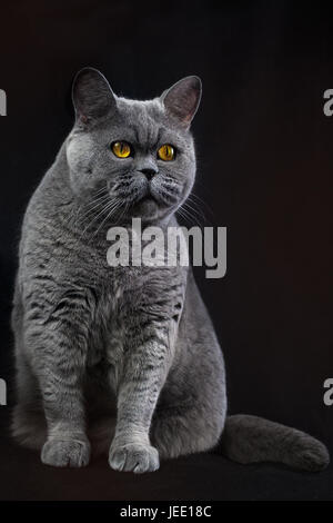 Lustige dicke graue britische Hauskatze sitzt auf einem schwarzen Hintergrund Stockfoto