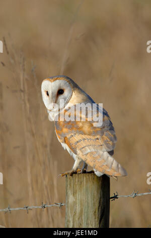 Wild Schleiereule, Tyto alba, auf einem Zaunpfosten in Cambridgeshire thront. Auf die Jagd bei Tageslicht Stockfoto