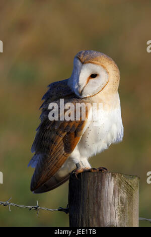 Wild Schleiereule, Tyto alba, auf einem Zaunpfosten in Cambridgeshire thront. Auf die Jagd bei Tageslicht Stockfoto