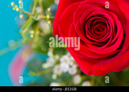 Blick auf einen blühenden roten Rose mit einem unscharfen Hintergrund grün und Baby Atem auf blauem Grund hautnah Stockfoto