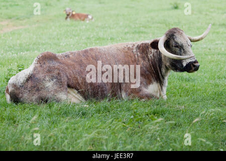 Englische Longhorn Kuh Stockfoto