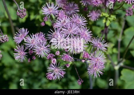 Thalictrum Aquilegifolium, Meadow rue Stockfoto