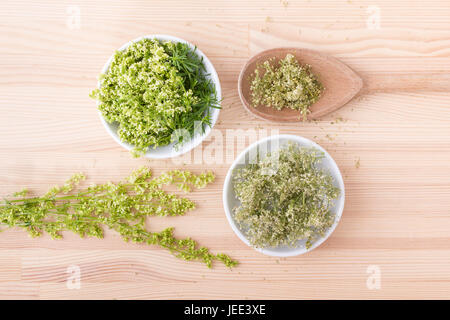 Frische und getrocknete Hedge-Labkraut Stockfoto