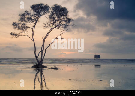 Einsamer Baum auf Tan Thanh Strand gehen Cong Tien Giang Viet Nam Stockfoto