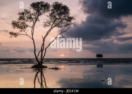 Einsamer Baum auf Tan Thanh Strand gehen Cong Tien Giang Viet Nam Stockfoto