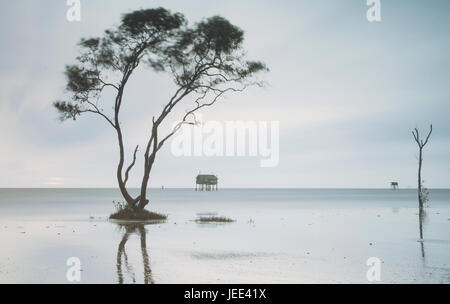 Einsamer Baum auf Tan Thanh Strand gehen Cong Tien Giang Viet Nam Stockfoto