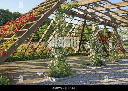 Deutschland, Hessen, Heim Hutmacher, Rosarium, Pergola, Rosen, Rosengarten, rose, Blüte, Blüte, Blumen, hölzerne Gerüste, Sehenswürdigkeit, Natur, Stockfoto