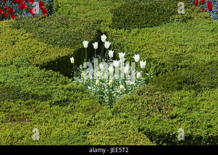 Frankreich, Schloss Villandry, Schloss-Garten, Stockfoto