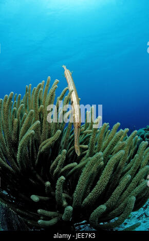 Atlantik-Trompetenfische, Aulostomus Maculatus, der Karibik, Stockfoto