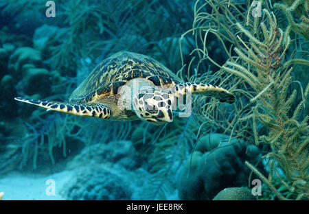 Echte Karettschildkröte Eretmochelys Imbricata, Martinique, Karibik, Stockfoto