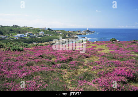 Großbritannien, den Kanalinseln, Insel Jersey, La Corbiere, Leuchtturm, Küste, Heather, die Blüte, Europa, Küste, Gebäude, Architektur, Häuser, Turm, Leuchtturm, Meer Charakter, sonnig draußen, Meer, Himmel, Bucht, Sehenswürdigkeit, Ansicht, menschenleer, Vegetation, Wildblumen, Magenta, Sommer, Stockfoto